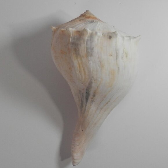9.5" White Lightning Whelk Seashell Large Shell Ocean Swirl Point Craft Beach - Picture 2 of 12